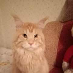 Подробнее об объявлении «Красноярск Пропал кот мейн-кун» Фото: пропала кошка Мейн-кун «Красноярск Пропал кот мейн-кун» в г. Красноярск