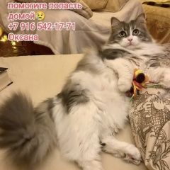 Подробнее об объявлении «Пропал кот Мытищи» Фото: пропала кошка  «Пропал кот Мытищи» в г. Мытищи