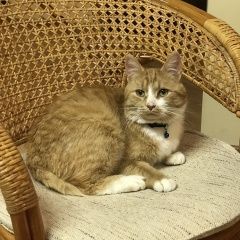 Подробнее об объявлении «Пропал кот Мытищи» Фото: пропала кошка  «Пропал кот Мытищи» в г. Мытищи