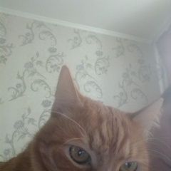 Подробнее об объявлении «Пропал кот Гомель» Фото: пропала кошка  «Пропал кот Гомель» в г. Гомель