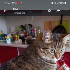 Подробнее об объявлении «Пропала кошка масяня Чехов» Фото: пропала кошка  «Пропала кошка масяня Чехов» в г. Чехов