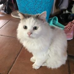 Подробнее об объявлении «Пропала кошка беленькая маленькая с желтосерым пчтном Домодедово» Фото: пропала кошка  «Пропала кошка беленькая маленькая с желтосерым...» в г. Домодедово