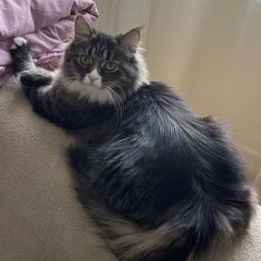 Подробнее об объявлении «Пропала кошка по кличке шанти метис мэйн-куна Выборг» Фото: пропала кошка Мейн-кун «Пропала кошка по кличке шанти метис мэйн-куна...» в г. Выборг