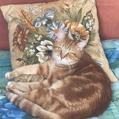 Подробнее об объявлении «Пропал кот снт горняк-2 Щелково» Фото: пропала кошка Британская короткошерстная кошка «Пропал кот снт горняк-2 Щелково» в г. Щелково