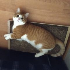 Подробнее об объявлении «Пропал кот Санкт-Петербург» Фото: пропала кошка  «Пропал кот Санкт-Петербург» в г. Санкт-Петербург