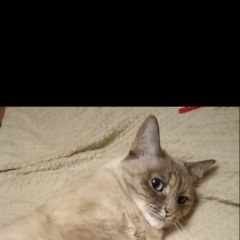 Подробнее об объявлении «Пропала кошка Таганрог» Фото: пропала кошка  «Пропала кошка Таганрог» в г. Таганрог