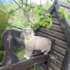 Подробнее об объявлении «Пропала кошка кошечка 10 месяцев Энгельс» Фото: пропала кошка  «Пропала кошка кошечка 10 месяцев Энгельс» в г. Энгельс