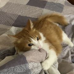 Подробнее об объявлении «Иркутск Пропала кошка» Фото: пропала кошка  «Иркутск Пропала кошка» в г. Иркутск