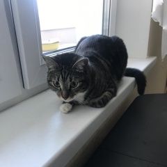 Подробнее об объявлении «Пропала кошка Дубна» Фото: пропала кошка  «Пропала кошка Дубна» в г. Дубна