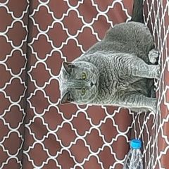 Подробнее об объявлении «Пропала кошка помогите найти любимую кошечку Псков» Фото: пропала кошка Британская короткошерстная кошка «Пропала кошка помогите найти любимую кошечку Псков» в г. Псков