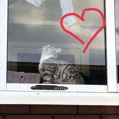Подробнее об объявлении «Пропала кошка убежала с балкона Владимир» Фото: пропала кошка  «Пропала кошка убежала с балкона Владимир» в г. Владимир