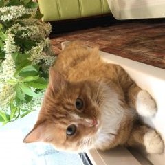 Подробнее об объявлении «Пропал кот рыжий кот алекс, Набережные Челны» Фото: пропала кошка  «Пропал кот рыжий кот алекс, Набережные Челны» в г. Набережные Челны