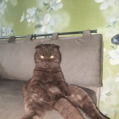 Подробнее об объявлении «Пропал кот Малоярославец» Фото: пропала кошка Британская короткошерстная кошка «Пропал кот Малоярославец» в г. Малоярославец