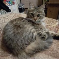 Подробнее об объявлении «Пропал кот 2, 5года Хабаровск» Фото: пропала кошка  «Пропал кот 2, 5года Хабаровск» в г. Хабаровск