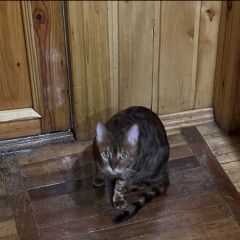 Подробнее об объявлении «Пропала кошка сообщите если найдёте Саранск» Фото: пропала кошка Бенгальская кошка «Пропала кошка сообщите если найдёте Саранск» в г. Саранск