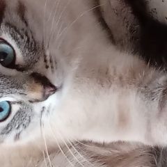 Подробнее об объявлении «Пропал кот Павловский Посад» Фото: пропала кошка  «Пропал кот Павловский Посад» в г. Павловский Посад