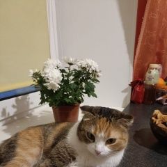 Картинка пропала кошка В городе Рубцовск пропала кисонька. Рубцовск