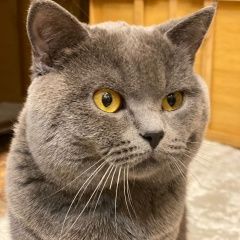 Подробнее об объявлении «Пропал кот Щербинка» Фото: пропала кошка Британская короткошерстная кошка «Пропал кот Щербинка» в г. Щербинка