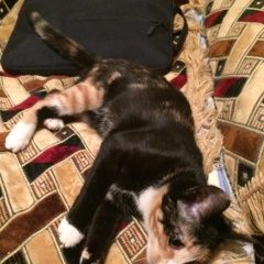 Подробнее об объявлении «Пропала кошка вологодская улица Череповец» Фото: пропала кошка  «Пропала кошка вологодская улица Череповец» в г. Череповец