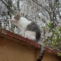 Подробнее об объявлении «Пропала кошка Анапа» Фото: пропала кошка  «Пропала кошка Анапа» в г. Анапа