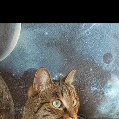 Подробнее об объявлении «Пропала кошка Ангарск» Фото: пропала кошка  «Пропала кошка Ангарск» в г. Ангарск