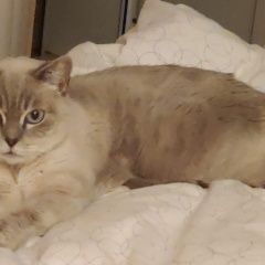 Подробнее об объявлении «Пропала кошка на дачах Тамбов» Фото: пропала кошка Британская длинношерстная кошка «Пропала кошка на дачах Тамбов» в г. Тамбов