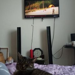 Подробнее об объявлении «Пропал кот Мытищи» Фото: пропала кошка  «Пропал кот Мытищи» в г. Мытищи