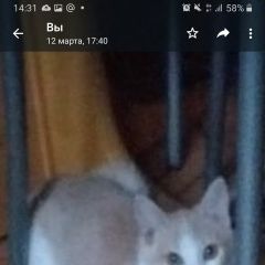 Подробнее об объявлении «Пропала кошка кошечка Калуга» Фото: пропала кошка  «Пропала кошка кошечка Калуга» в г. Калуга