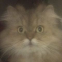 Подробнее об объявлении «Пропала кошка персидская кошка Курган» Фото: пропала кошка  «Пропала кошка персидская кошка Курган» в г. Курган