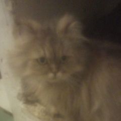 Подробнее об объявлении «Пропала кошка персидская кошка Курган» Фото: пропала кошка  «Пропала кошка персидская кошка Курган» в г. Курган