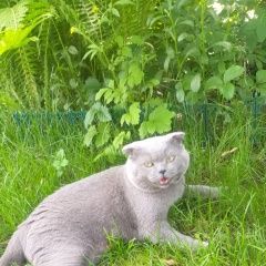 Подробнее об объявлении «Мошково Пропал кот» Фото: пропала кошка  «Мошково Пропал кот» в г. Мошково