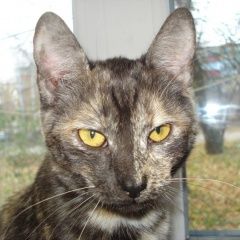 Подробнее об объявлении «Пропала кошка Курск» Фото: пропала кошка  «Пропала кошка Курск» в г. Курск