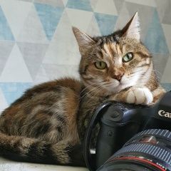 Подробнее об объявлении «Москва Пропала кошка» Фото: пропала кошка  «Москва Пропала кошка» в г. Москва