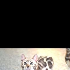 Подробнее об объявлении «Воронеж Пропала кошка» Фото: пропала кошка Бенгальская кошка «Воронеж Пропала кошка» в г. Воронеж