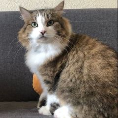 Подробнее об объявлении «Пропал кот Тбилиси» Фото: пропала кошка  «Пропал кот Тбилиси» в г. Тбилиси