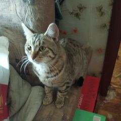 Подробнее об объявлении «Пропал кот, 8 месяцев Зеленоград» Фото: пропала кошка  «Пропал кот, 8 месяцев Зеленоград» в г. Зеленоград