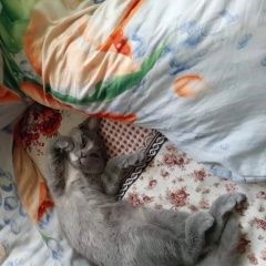 Подробнее об объявлении «Пропала кошка помогите найти нашу любимицу Усть-Лабинск» Фото: пропала кошка  «Пропала кошка помогите найти нашу любимицу...» в г. Усть-Лабинск