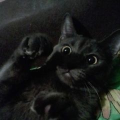 Подробнее об объявлении «Пропала кошка Томск» Фото: пропала кошка  «Пропала кошка Томск» в г. Томск