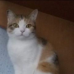 Подробнее об объявлении «Екатеринбург Пропала кошка.» Фото: пропала кошка  «Екатеринбург Пропала кошка.» в г. Екатеринбург