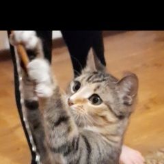 Подробнее об объявлении «Пропала кошка трехцветная Новокузнецк» Фото: пропала кошка  «Пропала кошка трехцветная Новокузнецк» в г. Новокузнецк