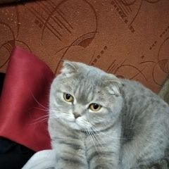Подробнее об объявлении «Пропала кошка вислоухий британец Мариуполь» Фото: пропала кошка  «Пропала кошка вислоухий британец Мариуполь» в г. Мариуполь