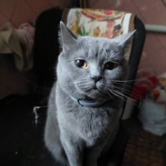 Подробнее об объявлении «Пропала кошка Адлер» Фото: пропала кошка Британская короткошерстная кошка «Пропала кошка Адлер» в г. Адлер