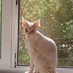 Подробнее об объявлении «Пропала кошка Тула» Фото: пропала кошка Мейн-кун «Пропала кошка Тула» в г. Тула