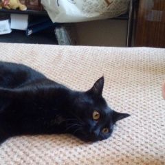 Подробнее об объявлении «Пропал кот пожалуйста, помогите найти Апатиты» Фото: пропала кошка  «Пропал кот пожалуйста, помогите найти Апатиты» в г. Апатиты