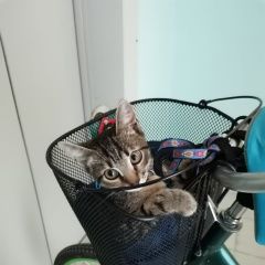 Подробнее об объявлении «Пропал кот -подросток Балаково» Фото: пропала кошка  «Пропал кот -подросток Балаково» в г. Балаково