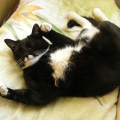 Подробнее об объявлении «Одинцово Пропала кошка на власихе» Фото: пропала кошка  «Одинцово Пропала кошка на власихе» в г. Одинцово