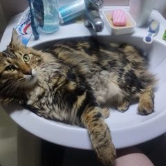 Подробнее об объявлении «Пропал кот курильский бобтейл Боровск» Фото: пропала кошка Курильский бобтейл «Пропал кот курильский бобтейл Боровск» в г. Боровск