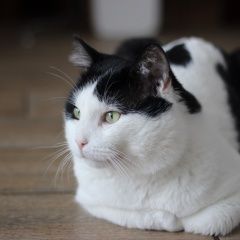 ����: ������� �����  ������� ��� ������� � �. �������