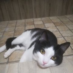 Подробнее об объявлении «Пропал кот Томск» Фото: пропала кошка  «Пропал кот Томск» в г. Томск