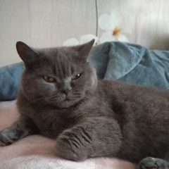 Подробнее об объявлении «Пропала кошка британской породы Ржев» Фото: пропала кошка Британская длинношерстная кошка «Пропала кошка британской породы Ржев» в г. Ржев